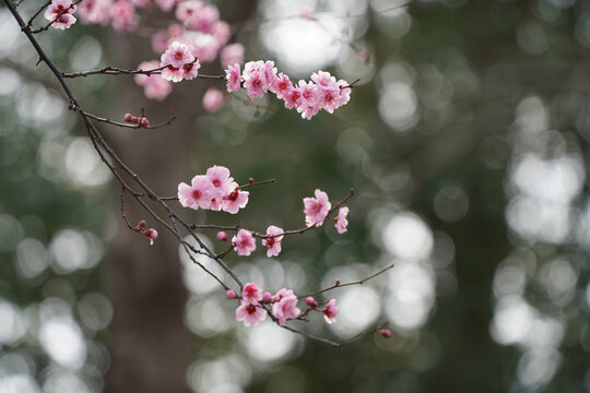 春季粉红梅花