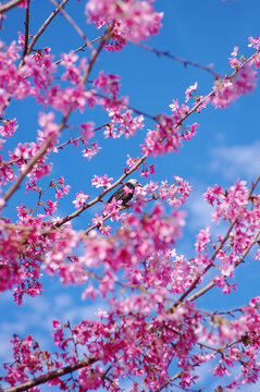 春日樱花