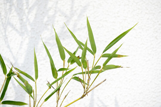 竹子和白墙上的竹影
