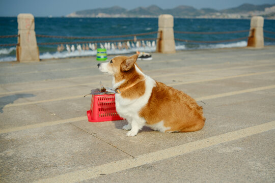 海边的柯基犬