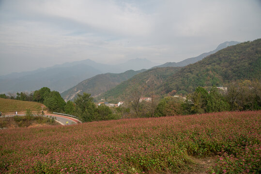 蓝田荞麦岭