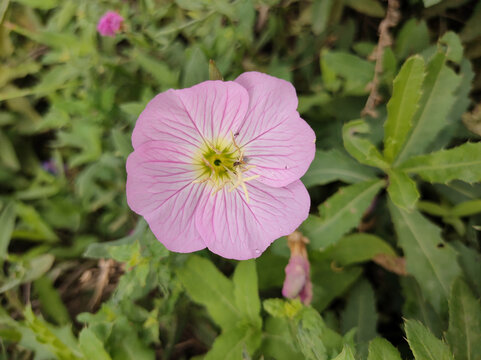 美丽月见草