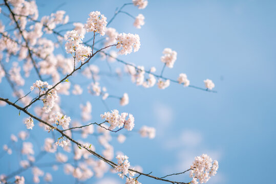 春天阳光下蓝天中的樱花特写