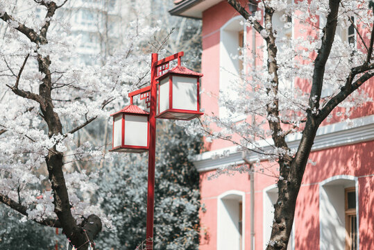 杭州高级中学红墙背景的樱花