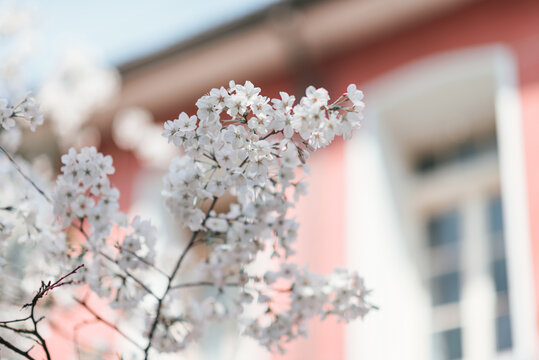 杭州高级中学红墙背景的樱花