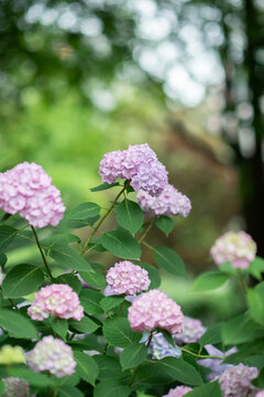杭州城东公园的紫绣球花特写