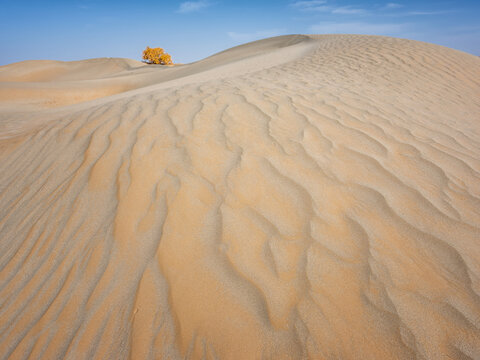 新疆塔克拉玛干沙漠胡杨林线条
