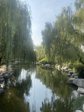 河流柳树河畔风景