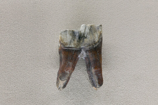 犀牛臼牙