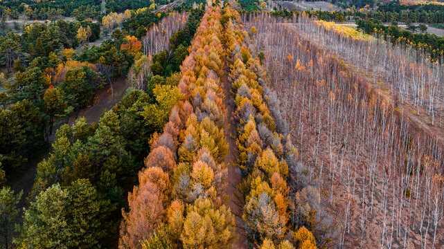 秋季松林风景