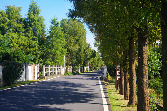 乡村道路绿化