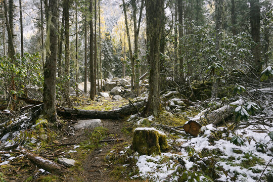 毕棚沟燕子岩窝雪山原始森林