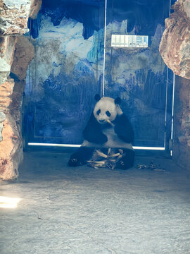 石家庄动物园大熊猫云子