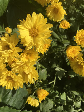 盛开的黄色小菊花