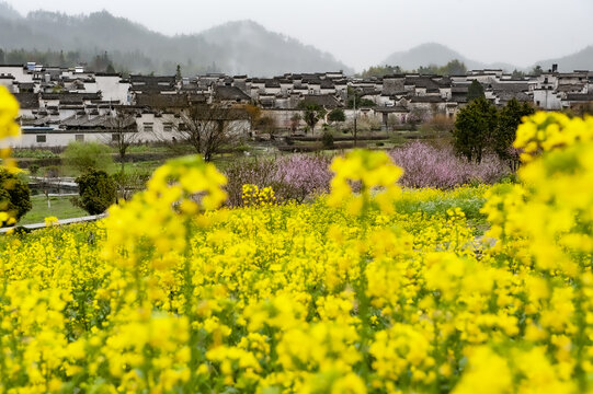 乡村油菜花