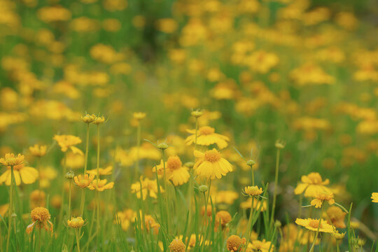 堆心菊黄色花朵