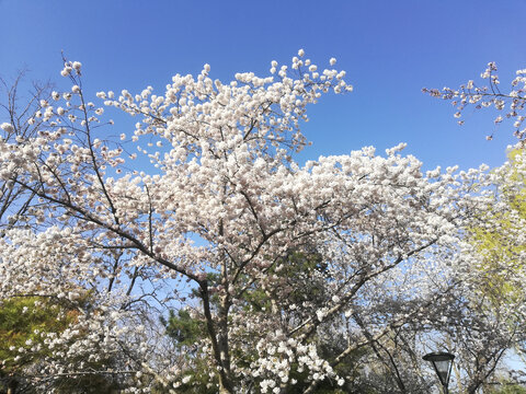 春天盛开的白色的樱花特写