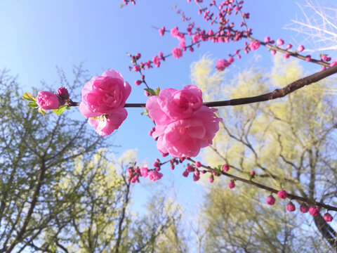 春天盛开的粉红色樱花特写