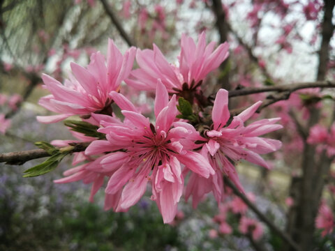 粉红色的樱花特写