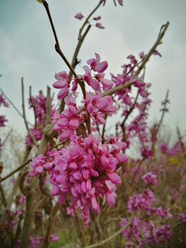 粉红色的花朵特写