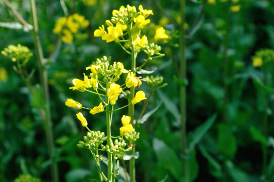 油菜花