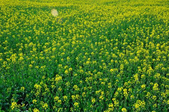 绩溪油菜花