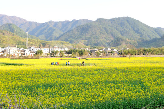 绩溪油菜花