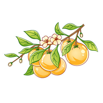 柑橘与花