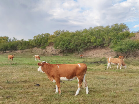 牛群奶牛草原牧场