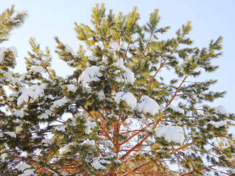 雪松