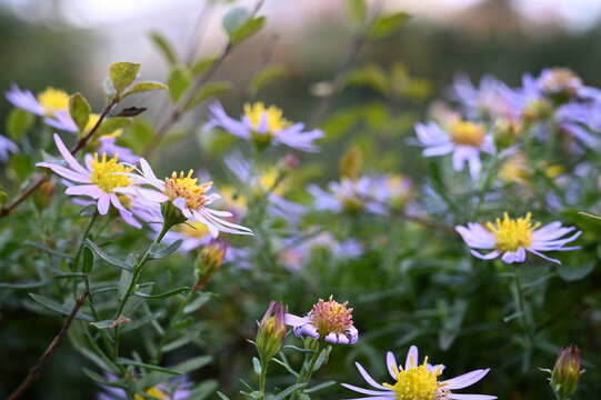 鲜花