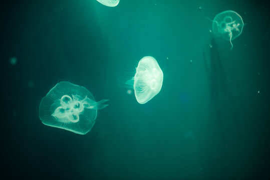 水族馆里霓虹灯下美丽的水母