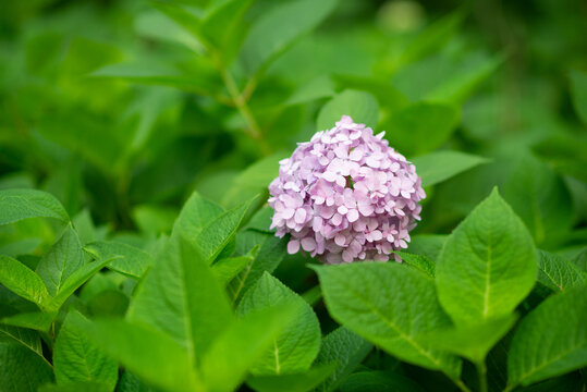 杭州曲院风荷绣球花