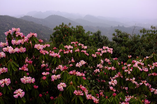 野生杜鹃花