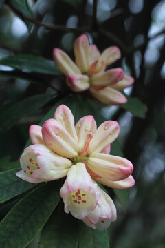 野生杜鹃花