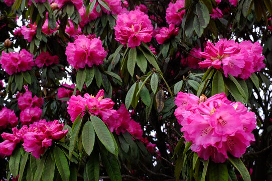 野生杜鹃花