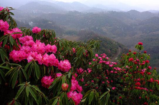 野生杜鹃花