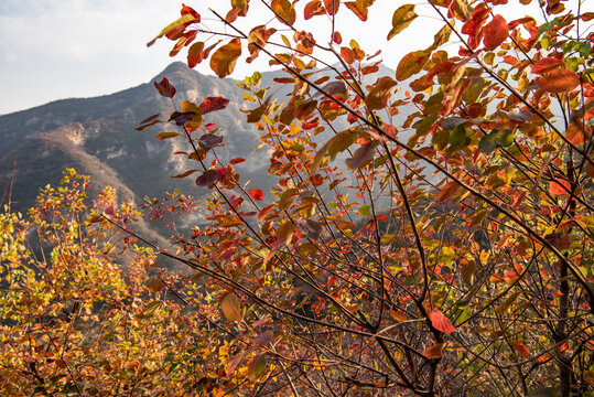 北京房山坡峰岭秋日红叶