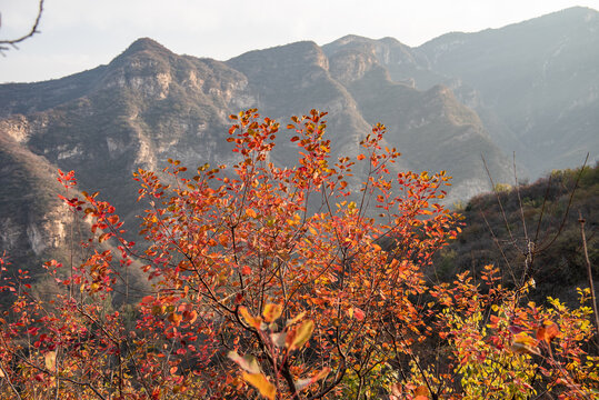 北京房山坡峰岭秋日红叶