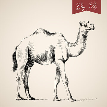 素描骆驼