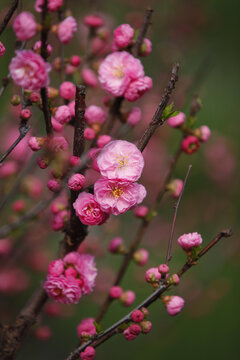 桃花开