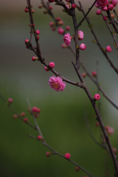 桃花花苞