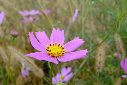 格桑花