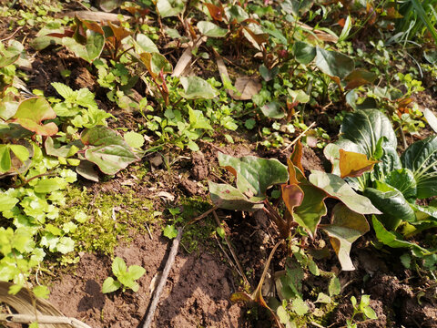 田地里的鱼腥草折耳根