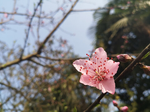 粉色的桃花