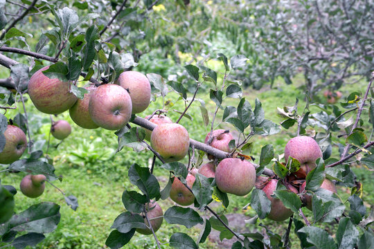 四川茂县特产茂汶苹果