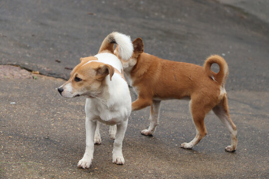 中华田园犬