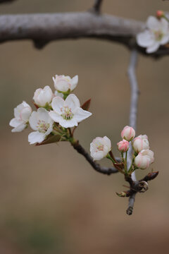 伸展的梨花枝