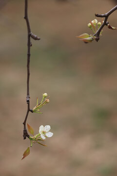 果树花