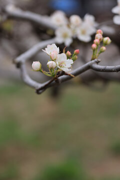 莱阳梨花枝